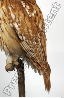 Tawny owl - Strix aluco 0019